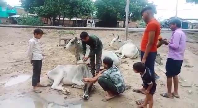 समय पर इलाज जरुरी नहीं।
✅ अगली अपडेट के लिए फॉलो करें ✅

#jodhpur #news #rajasthan #cow #lampivirus #virulvideo #virus