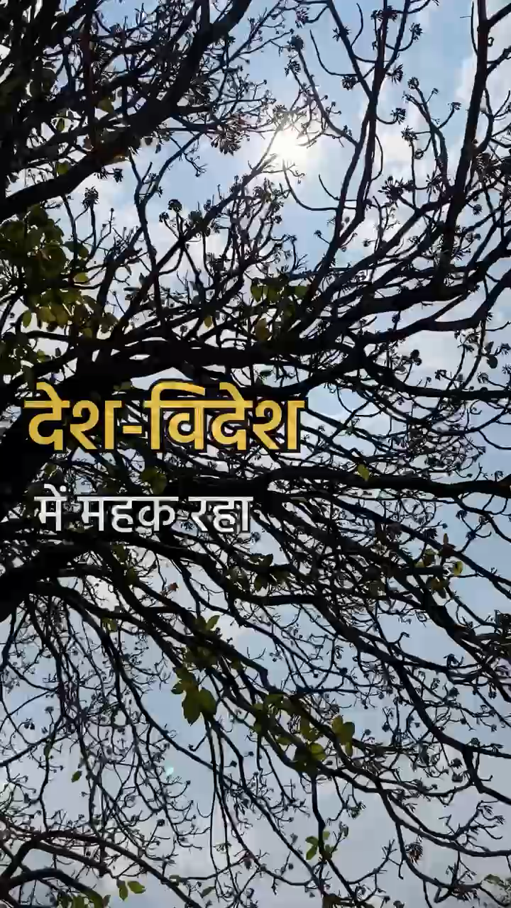 "देश-विदेश में महक रहा गरियाबंद जिले का महुआ"

जिले के देवभोग वन-धन विकास केंद्र में महिला समूह द्वारा तैयार किया जा रहा फूड ग्रेड महुआ।

#chhattisgarh #gariyaband