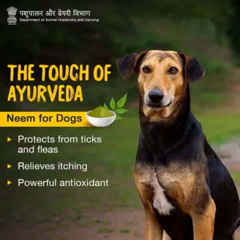 🌿🐶 | #Neem has long been utilised for treating skin infections in animals due to its strong antibacterial & antifungal powers.
#AnimalHealth #AnimalWealth #AyurvedaKeAnusar
#Ayurveda #PetCare