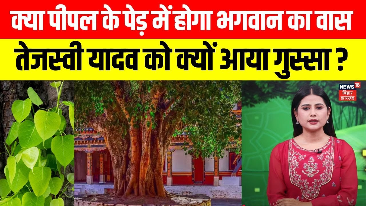 Peepal Tree Pooja : क्या पीपल के पेड़ में होता है भगवान का वास ? | Sacred fig | Latest News | N18K