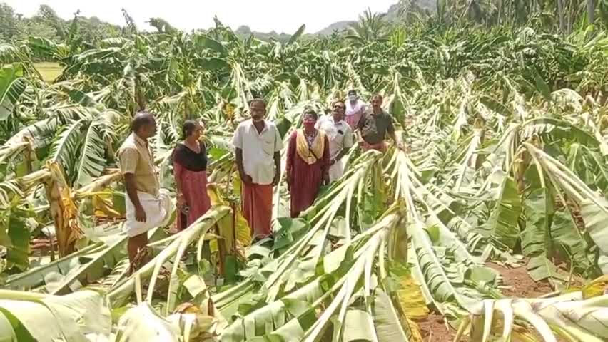 തലപ്പിള്ളി: കനത്ത കാറ്റിൽ വരവൂർ സെന്ററിന് സമീപം നാന്നൂറോളം നേന്ത്രവാഴകൾ ഒടിഞ്ഞ് വീണു, കർഷകന് ലക്ഷങ്ങളുടെ നഷ്ടം