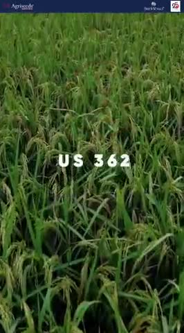 US 362 में मिलेंगे 10%अधिक दाने🌾🌾💪💪