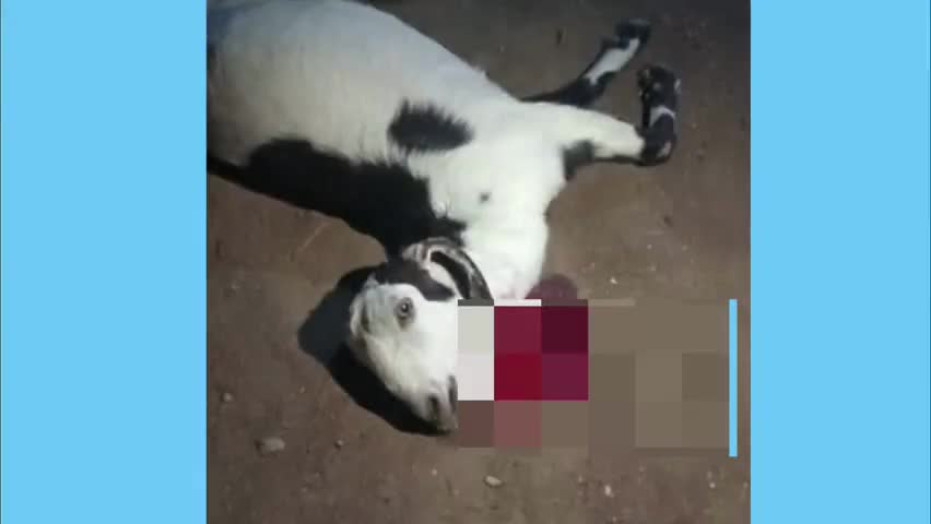 टाटगढ़: टॉडगढ़ में बीती रात पैंथर ने बकरी के बाद कुत्ते पर किया हमला, वन विभाग ने पिंजरा लगाने का दिया आश्वासन