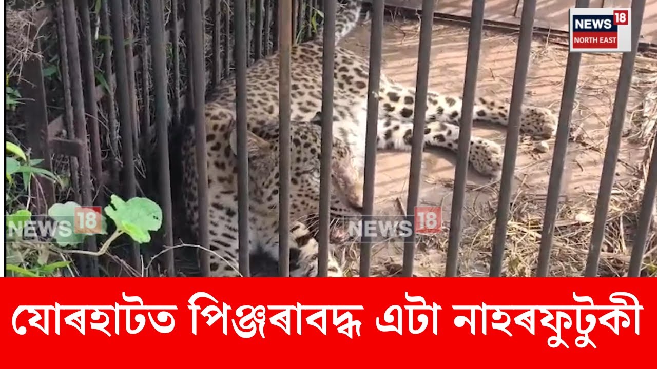 Jorhat News। যোৰহাটৰ খঙীয়াত দীৰ্ঘদিন ধৰি সন্ত্ৰাস চলাই থকা এটা নাহৰফুটুকী পিঞ্জৰাবদ্ধ। N18V
