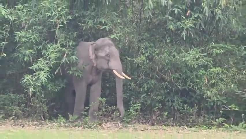দাংতল ৰাজহ চক্ৰ: কাশিকোত্ৰাত বনৰীয়া হাতীৰ বিচৰণত আতংকিত জনসাধাৰণ, উপস্থিত বন বিভাগৰ লোক