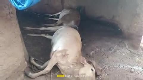 पालकोट टेगारिया टिबूटोली बैल। वज्रपात चपेट में आने से मौत हो गई भुनेश्वर लोहार। मवेशी था भुनेश्वर लोहार किस परिवार के सद
