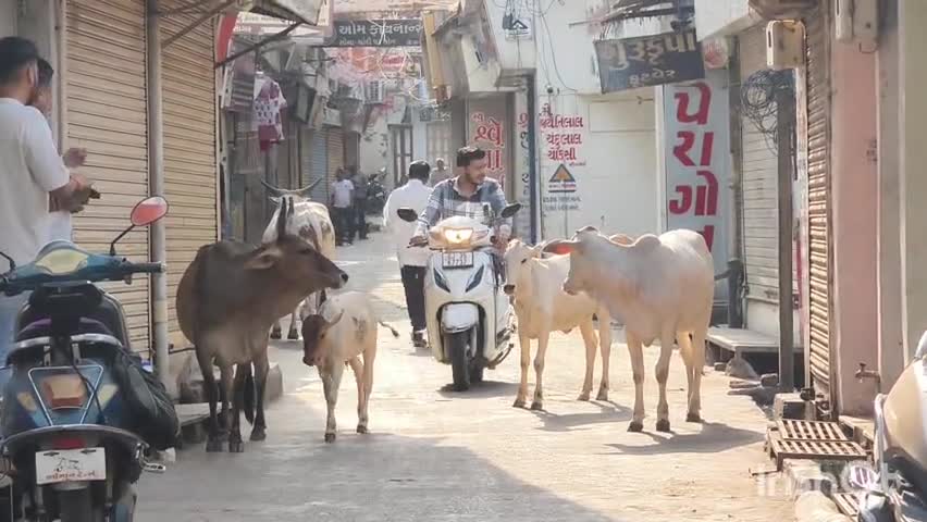 લુણાવાડા: લુણાવાડા શહેરમાં રખડતા પશુઓને લઈ લોકો પરેશાન યોગ્ય કાર્યવાહી કરવામાં આવે તેવી લોક માંગ#jansamasya