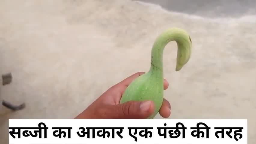 क्या आपने कभी देखा है पंछी की आकर की सब्ज़ी #लातेहार #झारखंड