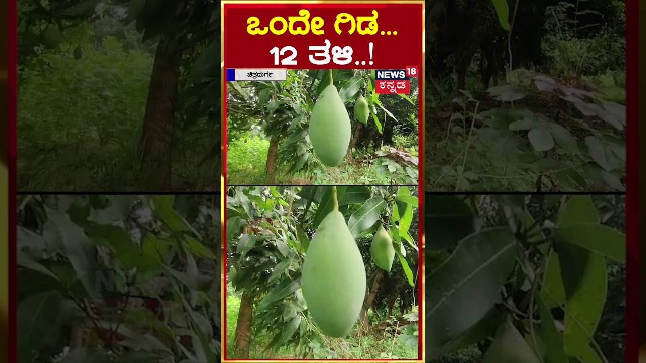 #shorts Chitradurga | ಒಂದೇ ಒಂದು ಮರದಲ್ಲಿ ಬರೋಬ್ಬರಿ 12 ವಿವಿಧ ತಳಿಯ ಮಾವಿನ ಹಣ್ಣು | N18S