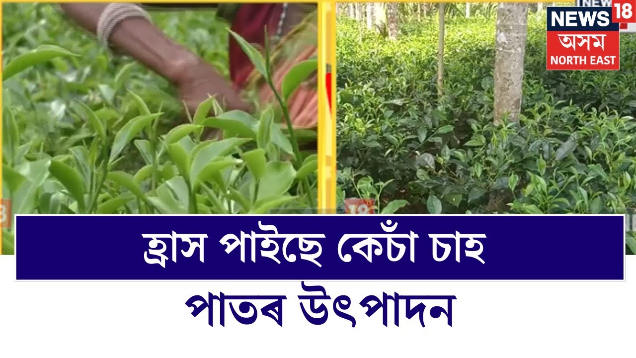 Sonitpur News | বৰষুণৰ অভাৱত হ্ৰাস পাইছে কেচাঁ চাহ পাতৰ উৎপাদন N18V