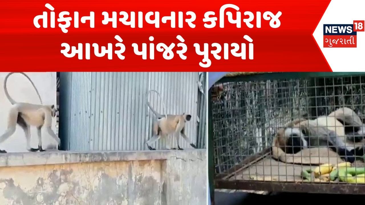 Kapiraj caught in Banaskantha | તોફાન મચાવનાર કપિરાજ આખરે પાંજરે પુરાયો | News18 Gujarati
