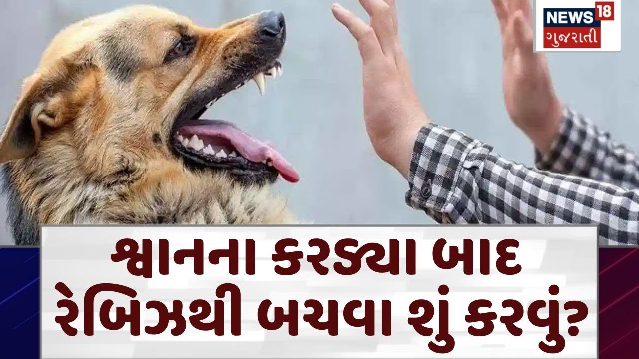 Watch | How is Rabies prevented? | શ્વાનના કરડ્યા બાદ રેબિઝથી બચવા શું કરવું? | Dog bite | N18V