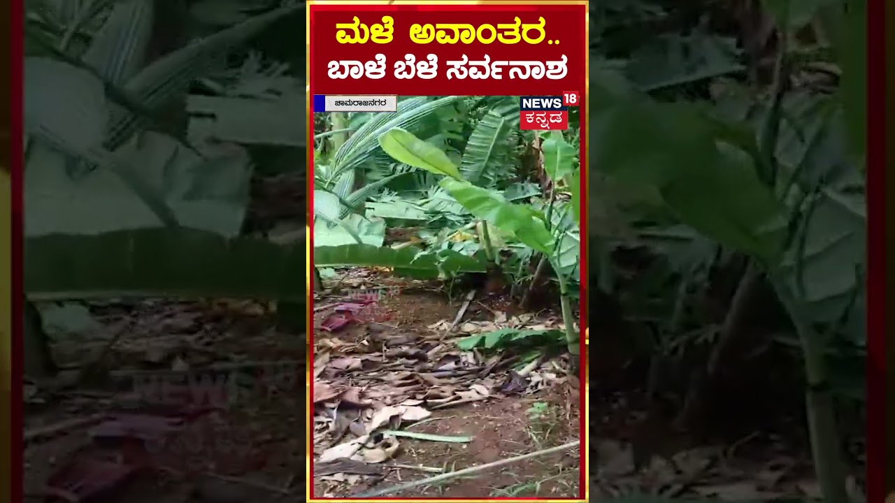 #shorts Banana Plant Loss Due To Rain | ಮಳೆ ಅವಾಂತರ.. ಬಾಳೆ ಬೆಳೆ ಸರ್ವನಾಶ | N18S