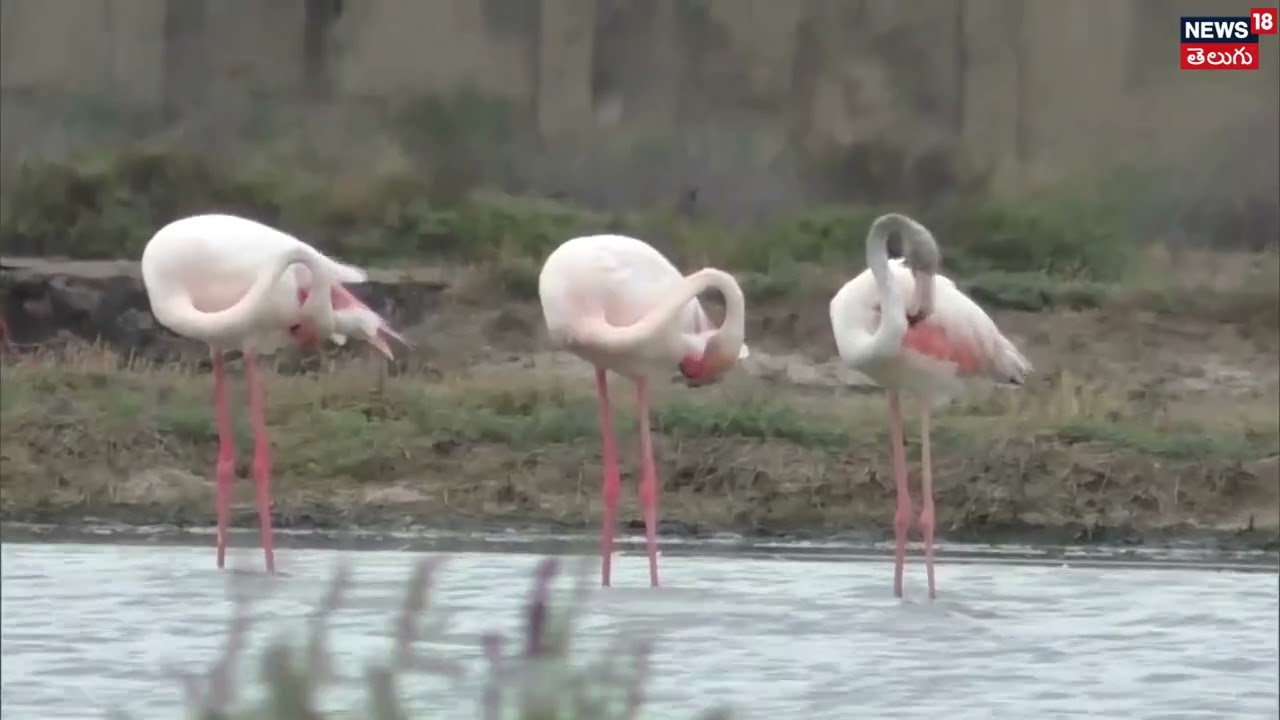 Flamingos Migrate to Thoothukudi Lake | Tamil Nadu | తూత్తుకుడికి ఫ్లెమింగోలు | N18V