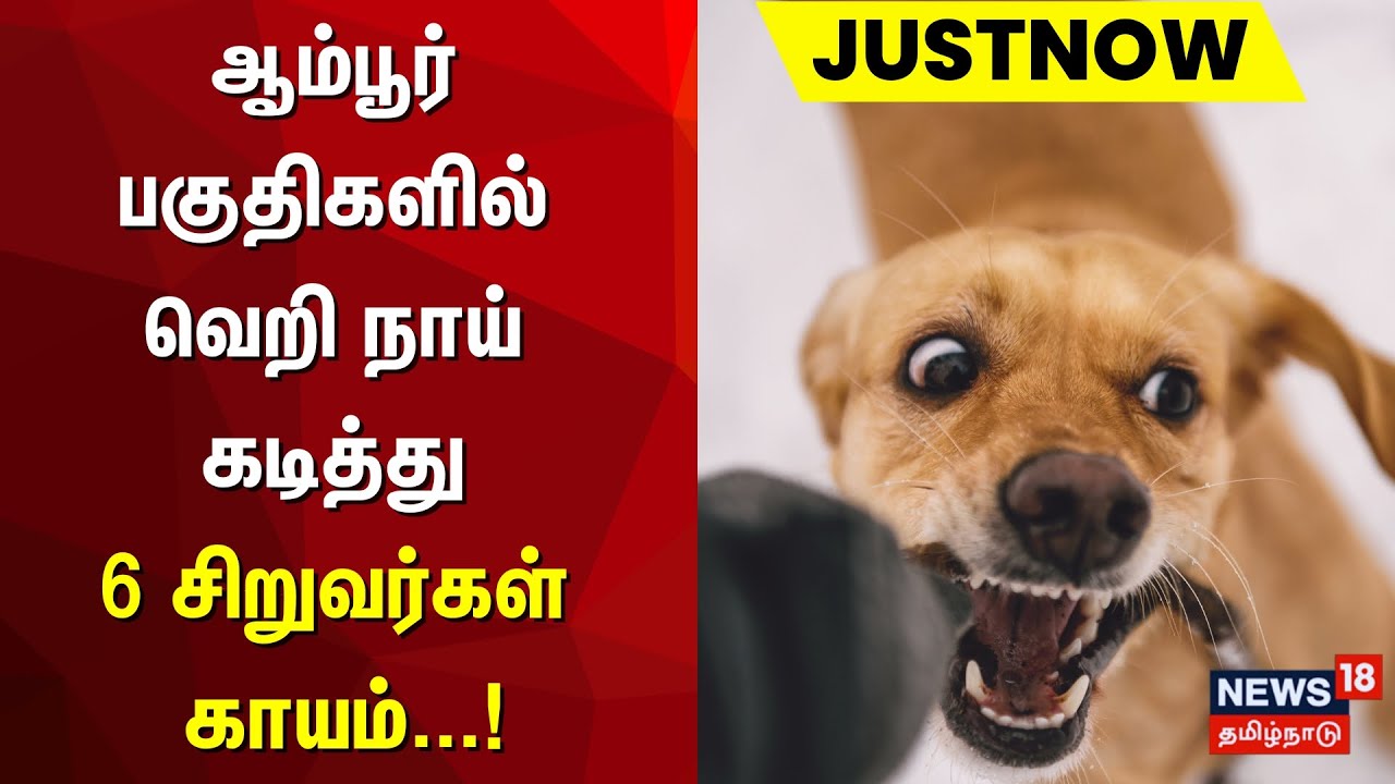 திருப்பத்தூர் : ஆம்பூர் பகுதிகளில் வெறி நாய் கடித்து 6 சிறுவர்கள் காயம் | Just Now | Dog Bite