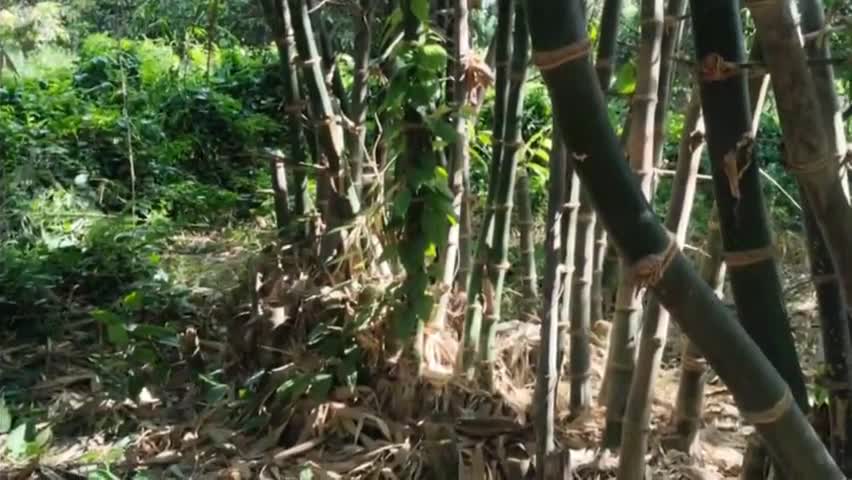मोतिहारी: मुफस्सिल थाना क्षेत्र में संदिग्ध मौत के मामले में एफएसएल की टीम ने घटना स्थल की जांच की