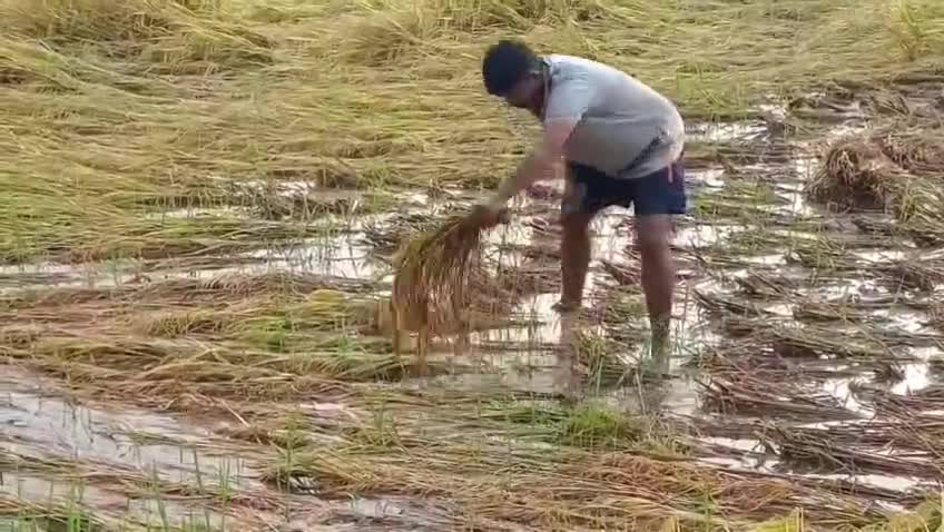 ବରଗଡ: ବର୍ଷାରେ ଫସଲ କ୍ଷୟକ୍ଷତି ନେଇ ଚାଷୀଙ୍କୁ ଦିଆଯିବ କ୍ଷତିପୂରଣ, ସର୍କିଟ ହାଉସରେ ପ୍ରତିକ୍ରିୟା ରଖିଲେ ସାଂସଦ