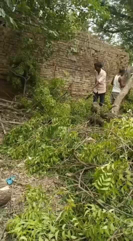 बख्शी का तालाब: बेहड करौंदी गांव में हरे-भरे नीम के पेड़ों की हुई अवैध कटाई, पुलिस और वन विभाग अनजान