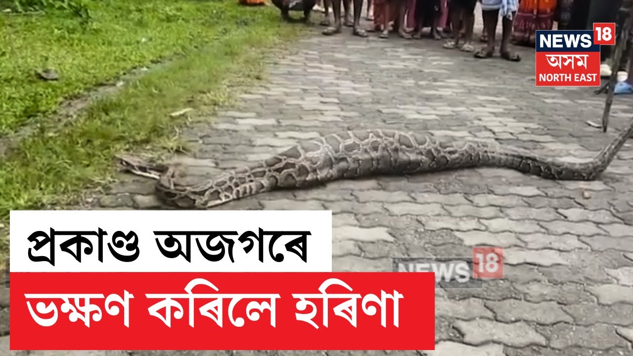 Python In Numaligarh | নুমলীগড় ব্লক গাঁৱৰ ৰাজপথত প্ৰকাণ্ড অজগৰে ভক্ষণ কৰিলে হৰিণা | N18V