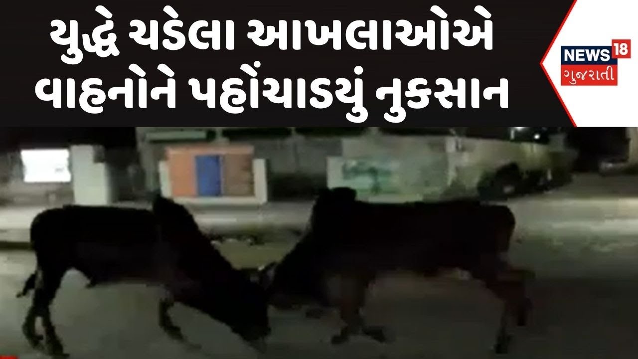 Dwarka Stray Cattle News | યુદ્ધે ચડેલા આખલાઓએ વાહનોને પહોંચાડયું નુકસાન | Stray Cattle | News18