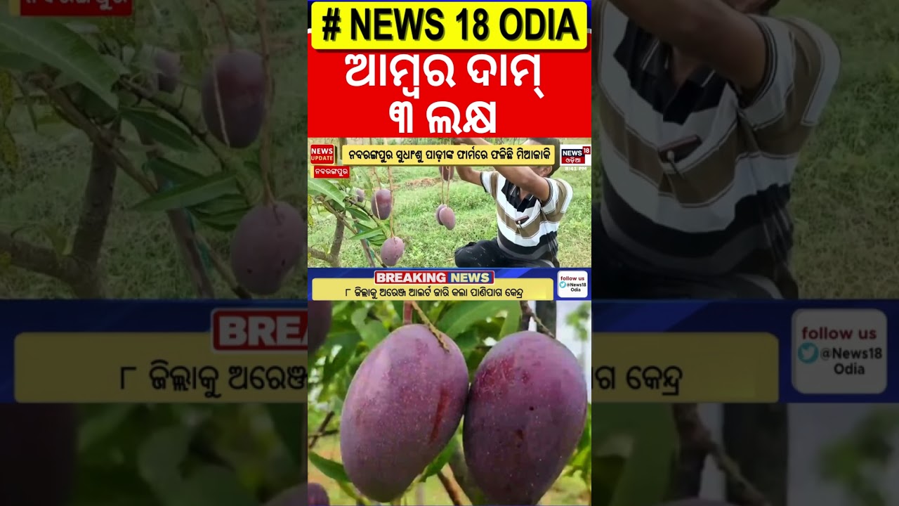 ନବରଙ୍ଗପୁରରେ ଫଳିଛି ଲକ୍ଷେ ଟଙ୍କିଆ ଆମ୍ୱ | Miyazaki mango in Nabarangpur | 1 lakh rupee mango | Odia New
