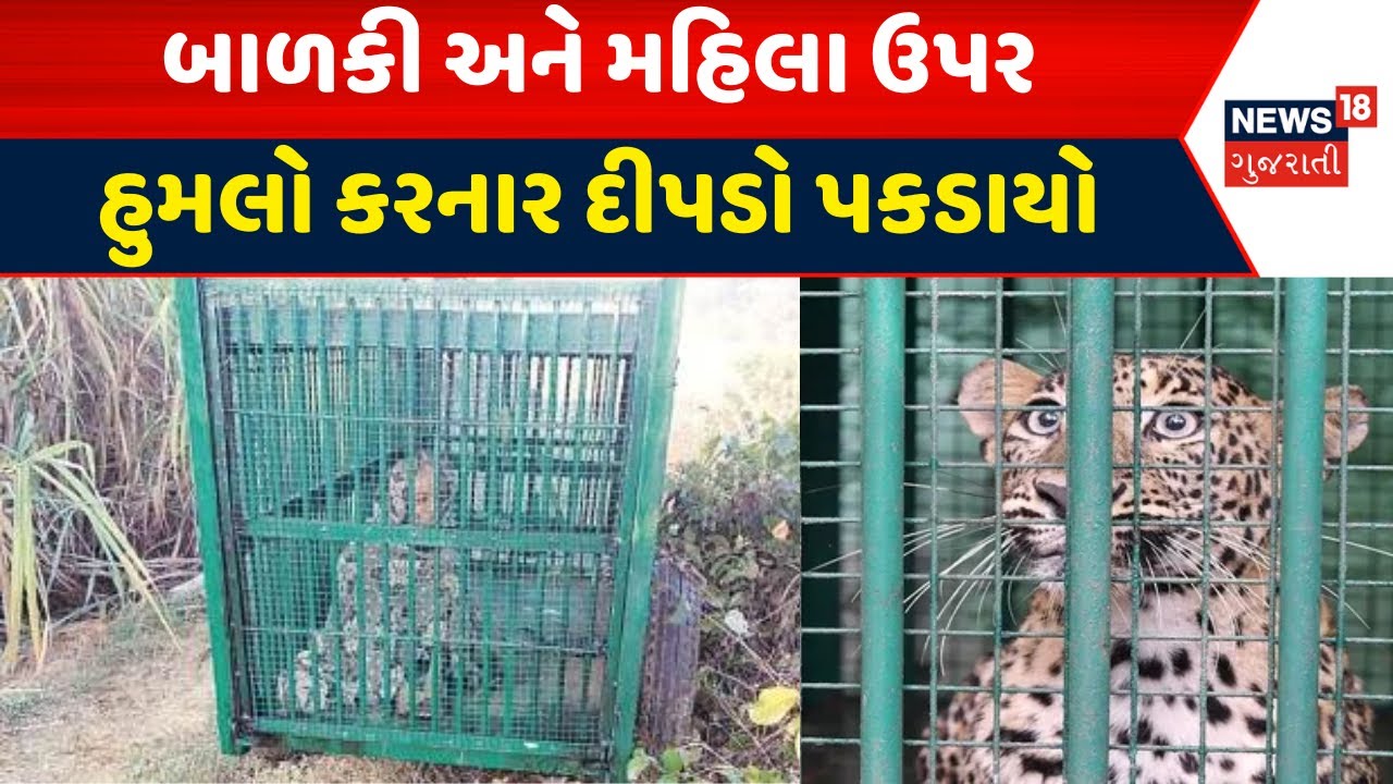 Narmada Leopard Attack News: મહિલા અને બાળકી પર હુમલો કરનાર દિપડો પકડાયો | Forest Depart. | News18