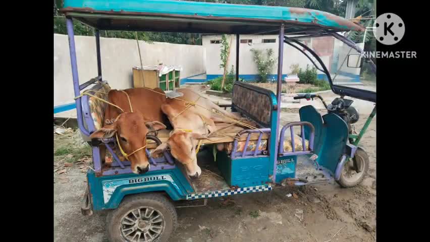 মাথাভাঙা ১: পাচারের উদ্দেশ্যে টোটোতে করে গরু নিয়ে যাওয়ার অভিযোগ, নিশিগঞ্জ থেকে 2টি গরু সহ গ্রেপ্তার ব্যক্তি