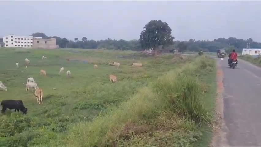 ইংরেজবাজার: সাতটারিতে লরির ধাক্কায় আহত বৃদ্ধার মৃত্যু হল MMC&H-এ, পাঠানো হল ময়নাতদন্তে
