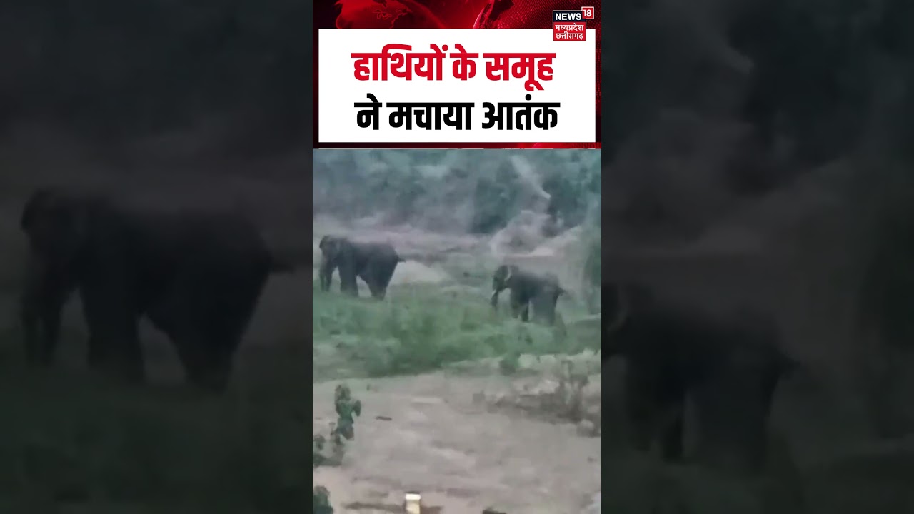 Viral Video: हाथियों के समूह ने मचाया आतंक | Elephant | Forest | Wildlife | Shorts | N18S |