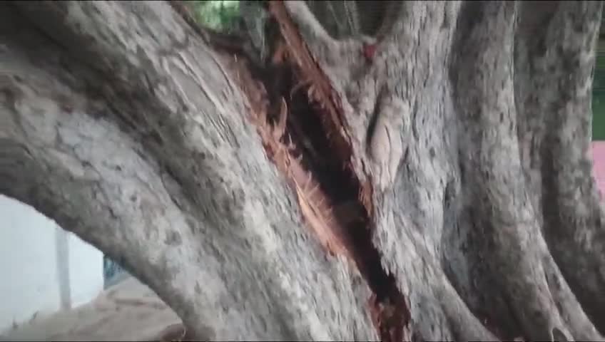 पन्ना: आंधी की वजह कलेक्टर बंगले के पास विशाल पीपल का पेड़ फटा, पेड़ काटने के लिए नगर पालिका ने मांगे ₹20 हज़ार #jansamasya