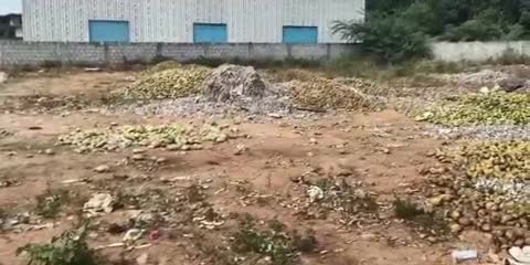 పట్టణంలో తీరని మామిడి రైతుల కష్టాలు, నేల పాలవుతున్న మామిడి