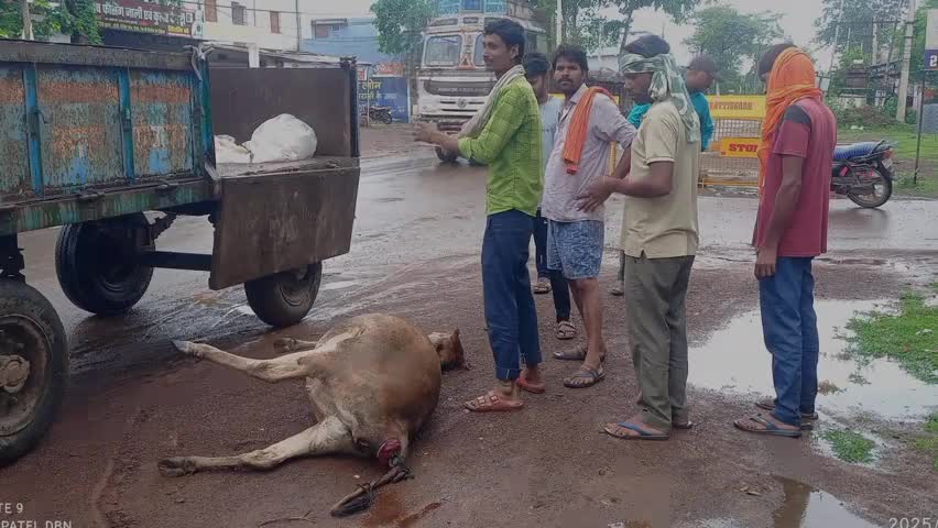 गुण्डरदेही: गुण्डरदेही थाने के ठीक सामने तेज रफ्तार माइंस वाहन ने दो मवेशियों को मारी ठोकर, दोनों मवेशियों की हुई मौत; एक बछड़ा घायल