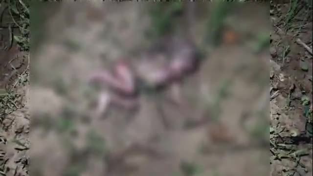 मौदहा: मुस्करा कस्बे के बिलगांव स्टैंड के पास एक खेत में मिला 7 माह का भ्रूण