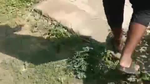 चांदपुर: नूरपुर में राम गंगा पोशाक नहर में मिला अज्ञात युवक का शव, पुलिस ने शव को कब्जे में लेकर पोस्टमार्टम के लिए भेजा