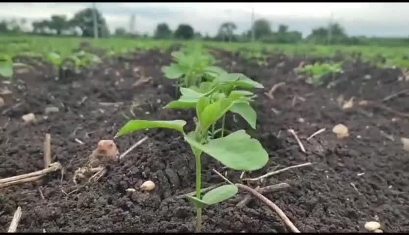 जालना: जिल्ह्यात ७० टक्के क्षेत्रावरील पेरणी पूर्ण; २ लाख हेक्टरवर कापूस, तर दीड लाख हेक्टरवर सोयाबीनची लागवड