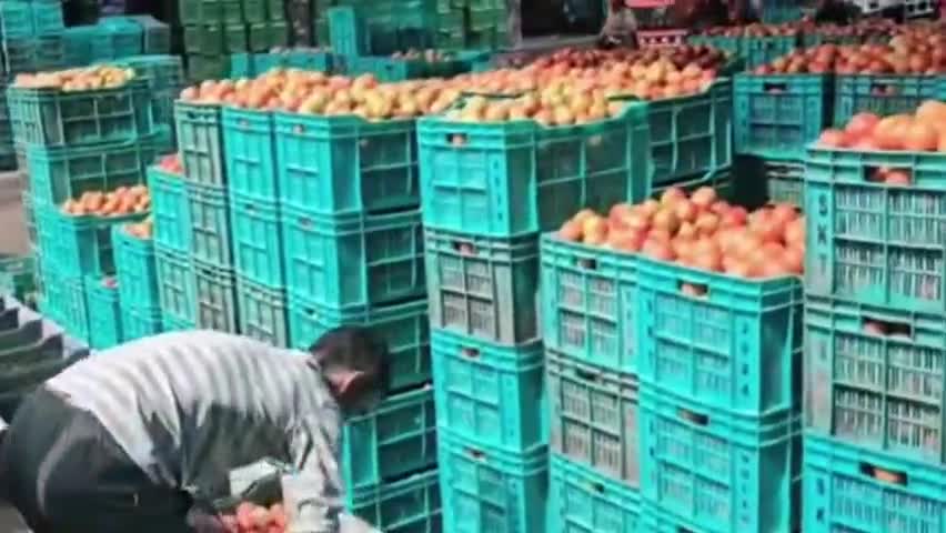 सोलन: सब्जी मंडी सोलन में किसानों को मिले टमाटर के बेहतरीन दाम, ₹750 से ₹890 प्रति क्रेट के हिसाब से बिका टमाटर