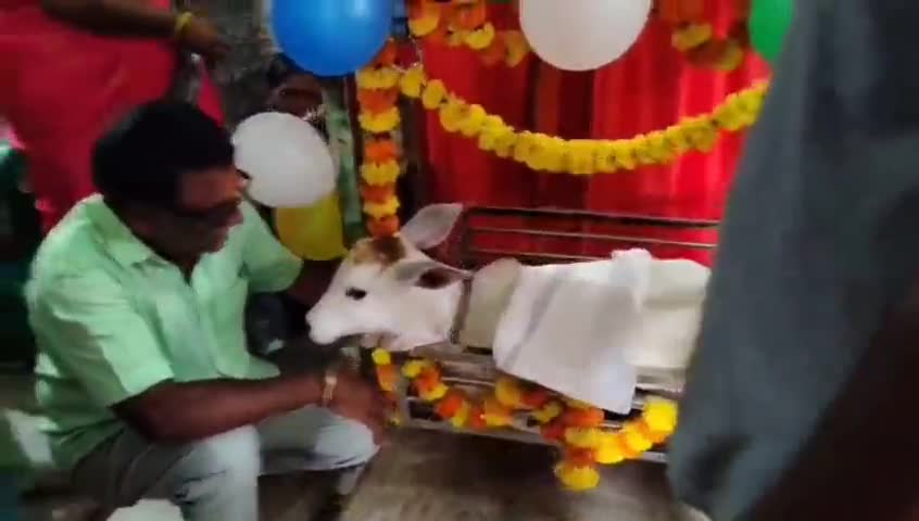 ముధోల్: పల్సి గ్రామానికి చెందిన దంపతులు లేగ దూడకు బారసాల నిర్వహణ, లక్ష్మీగా నామకరణం