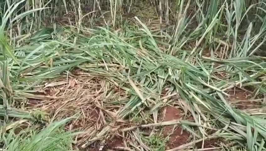 ಬೆಳಗಾವಿ: ಭೂತರಾಮನಹಟ್ಟಿ ಗ್ರಾಮದಲ್ಲಿ ರೈತರು ಬೆಳೆದ ಕಬ್ಬು ಬೆಳೆ ತಿಂದು ಹಾಕಿದ ಕಾಡಾನೆ
