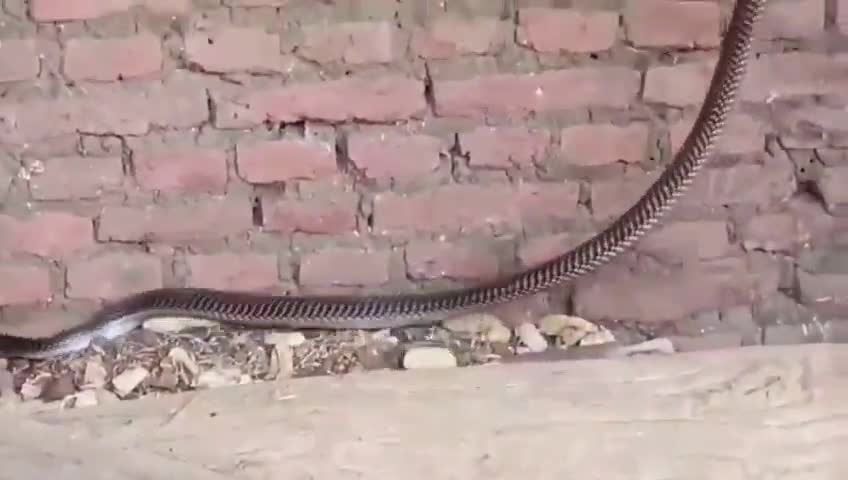 मोहखेड़: ग्राम इकलबीरी में गाय के कोठे में छिपा था ज़हरीला कोबरा सांप, सर्प विशेषज्ञ ने किया रेस्क्यू