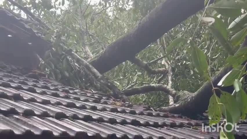 പട്ടാമ്പി: വല്ലപ്പുഴയിൽ മരം വീണ് പഞ്ചായത്ത് അംഗത്തിന്റെ വീട് തകർന്നു