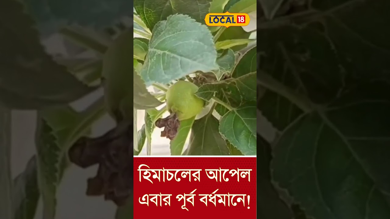 Bangla News |  হিমাচলের আপেল পূর্ব বর্ধমানে!এ যেন অসম্ভবকে সম্ভব করে তোলা  | #local18shorts