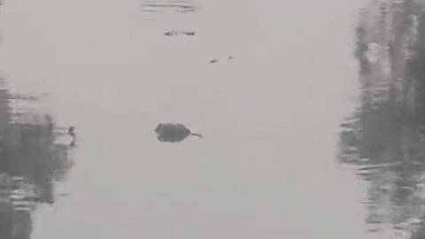 हिसार: बालसमंद ब्रांच नहर में मिले मरे मुर्गे, शहर में इसी से होती है पेयजल सप्लाई; लोगों ने कहा- अफसर फोन नहीं उठा रहे