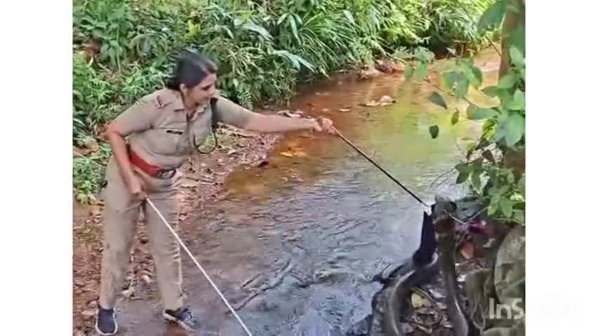 തിരുവനന്തപുരം: പേപ്പാറ അഞ്ചുമരുതുമൂട്ടിലെ ജനവാസ കേന്ദ്രത്തിൽ നിന്ന് കൂറ്റൻ രാജവെമ്പാലയെ പിടികൂടി