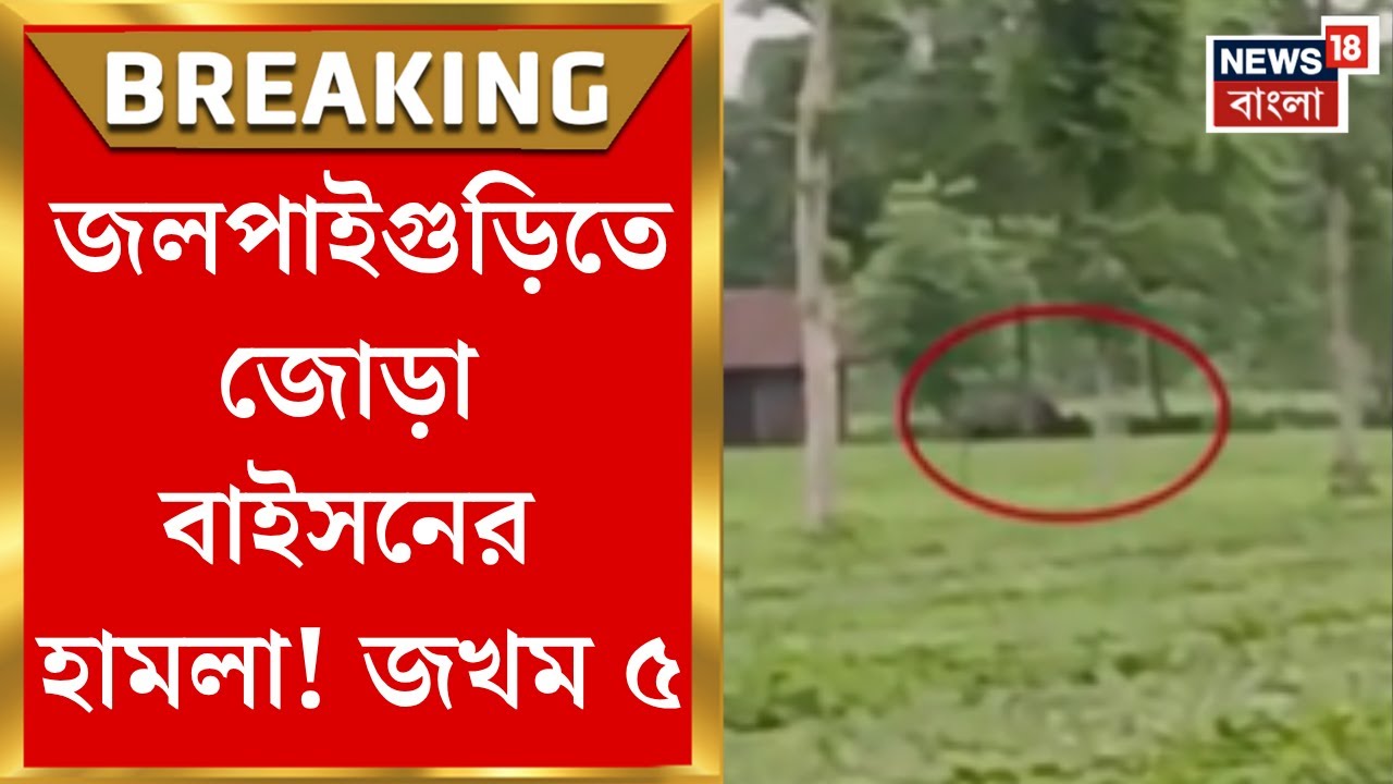 Jalpaiguri News : জলপাইগুড়িতে জোড়া বাইসনের হামলা! জখম ৫। Bangla News