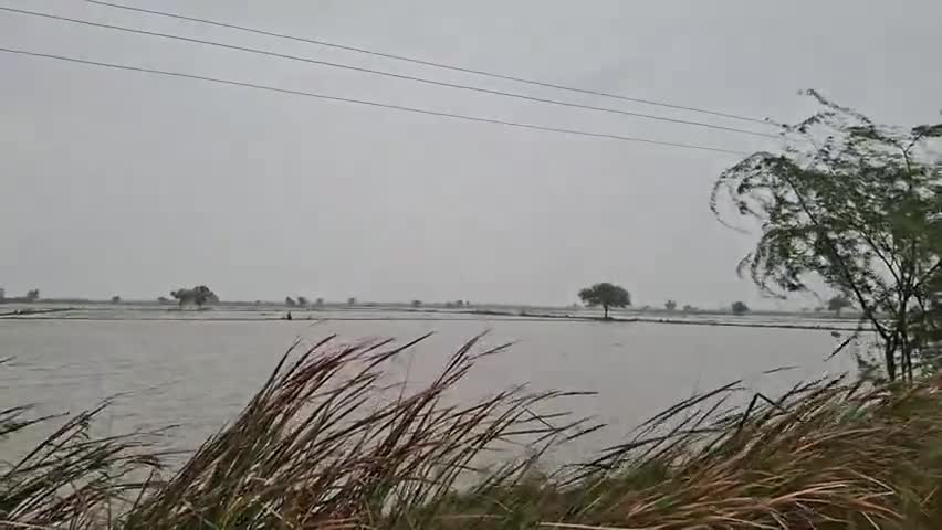 તારાપુર: તારાપુર સહિત પંથકમાં ધોધમાર વરસાદથી ખેતરોમાં પાણી ભરાયા, 18 હેક્ટર જમીનમાં ડાંગરના પાકનું વાવેતર કરાયું