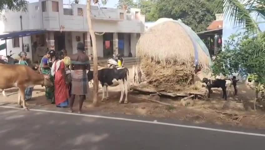 வலங்கைமான்: கோமாரி நோய் தடுப்பூசி முகாம் வள்ளிகாடு கிராமத்தில் நடைபெற்றது - ஏராளமானோர் தங்களின் கால்நடையுடன் பங்கேற்பு