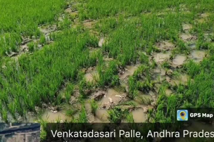 పుంగనూరు: పెద్ద ఒడ్డు ప్రాంతంలో అరటి, మామిడి, కొబ్బరి చెట్లను ధ్వంసం చేసిన ఏనుగులు గుంపు