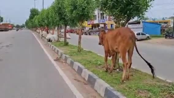 నిర్మల్: జిల్లా కేంద్రంలోని ప్రధాన రహదారులపై పశువులు యథేచ్ఛగా తిరగడంతో అవస్థలు పడుతున్న వాహనదారులు #localissue