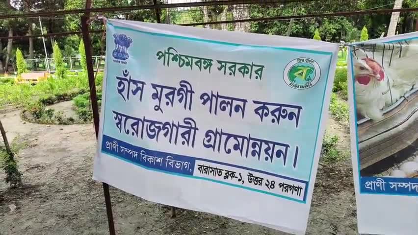 বারাসাত ১: বারাসাত ১ নম্বর ব্লকে স্বনির্ভর গোষ্ঠীর মহিলাদের মধ্যে মুরগির বাচ্চা বিতরণ: আত্মনির্ভরতার পথে আরও এক ধাপ