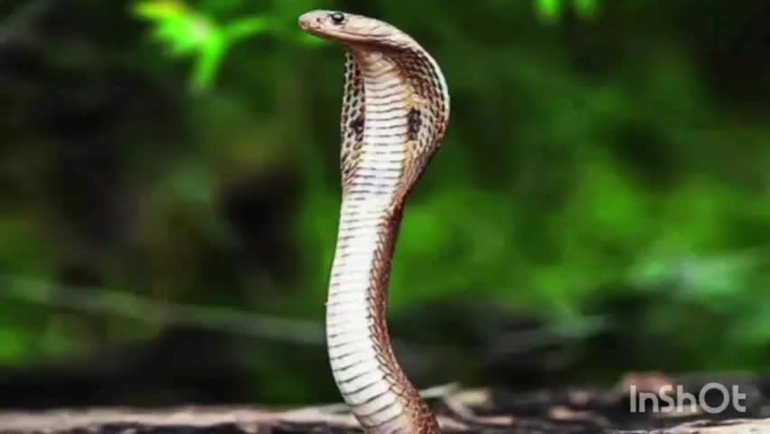 തിരുവനന്തപുരം: അമ്പൂരിയിൽ തൊഴിലുറപ്പു പണിക്കിടെ തൊഴിലാളിക്ക് പാമ്പിന്റെ കടിയേറ്റു